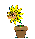 A sneezing plant